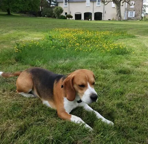 Belle Bearnaise Apartament Bidos